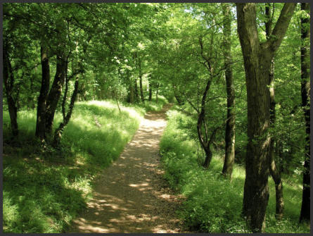 Waldweg